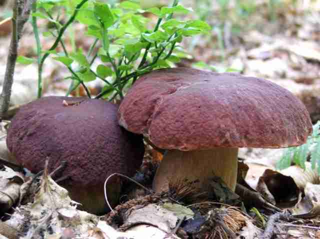  Image name: 00_147 Porcino.jpg 
 width: 640 pixel 
 height: 478 pixel 
 Size: 23676 bytes 
 Click to enlarge 